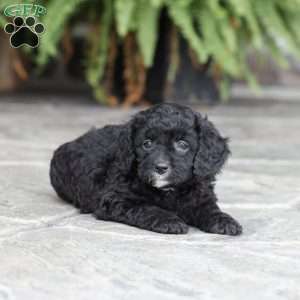 Dani (F1 B), Cavapoo Puppy